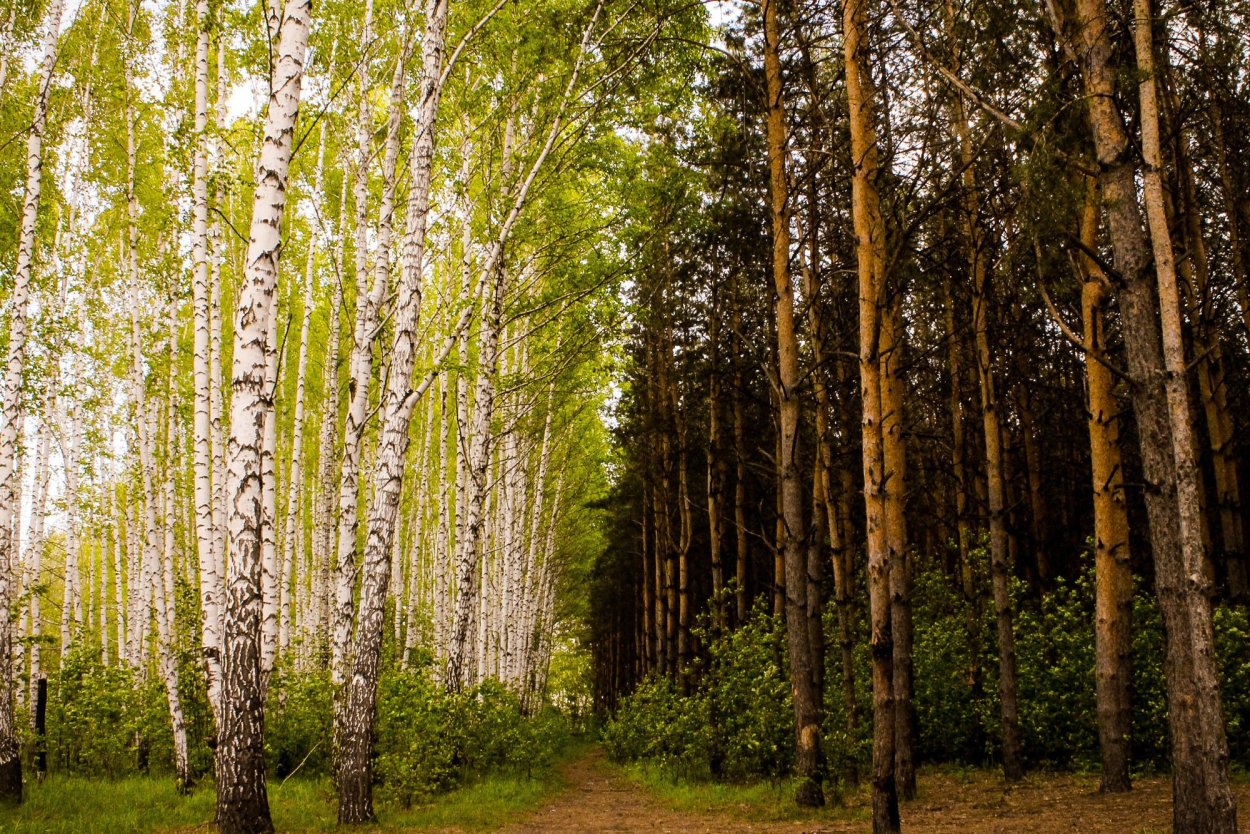 Берёзовая роща Сосновый Бор