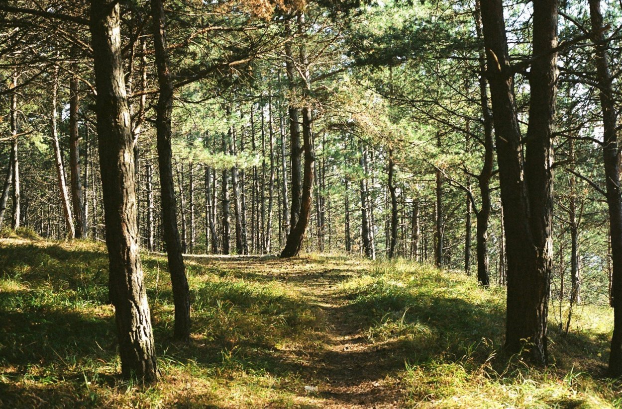 Елово широколиственный лес