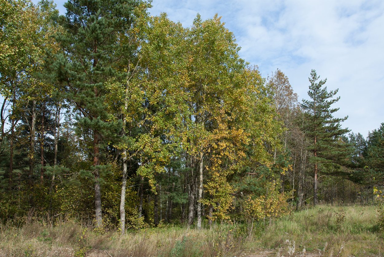 Осиновый лес Курск