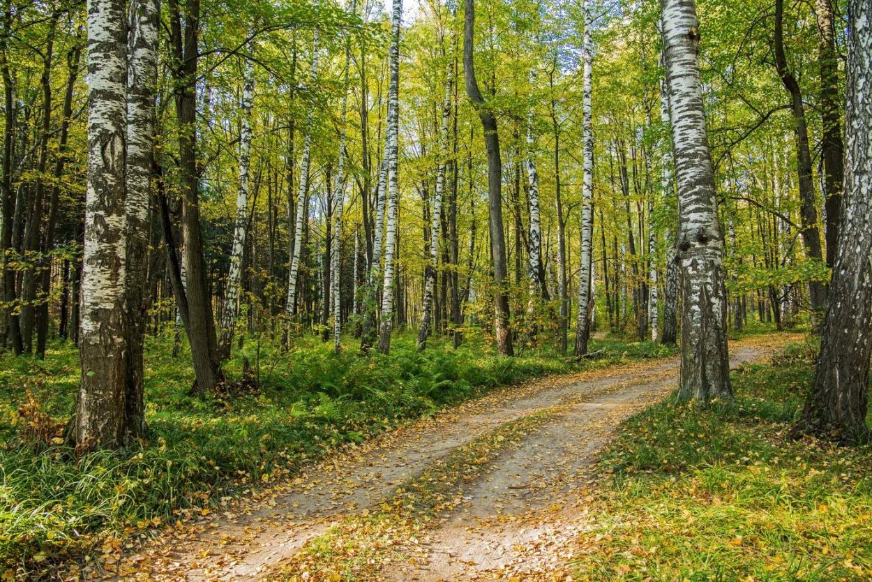 Сосновый лес Татарстана