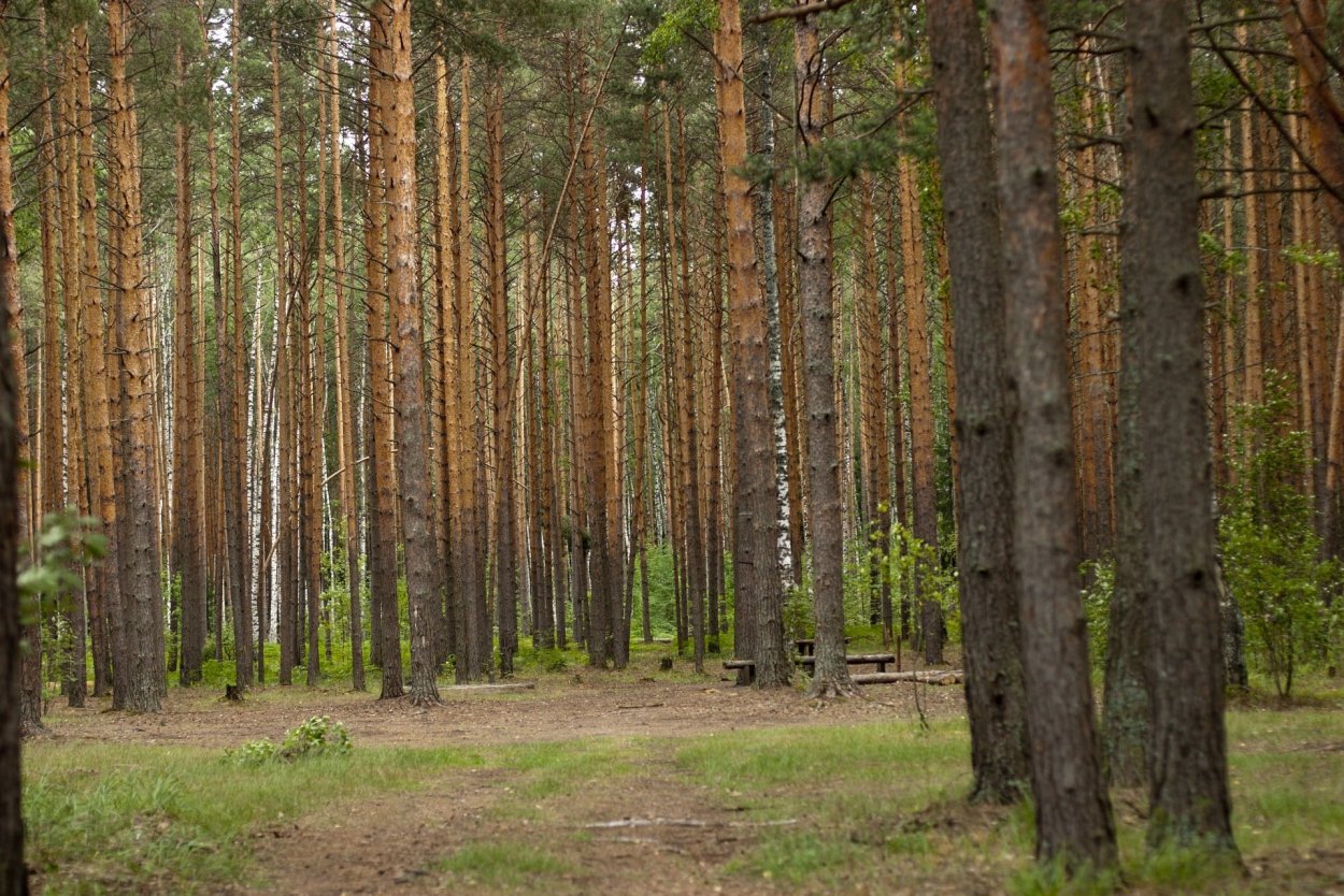Сосново Лиственный лес