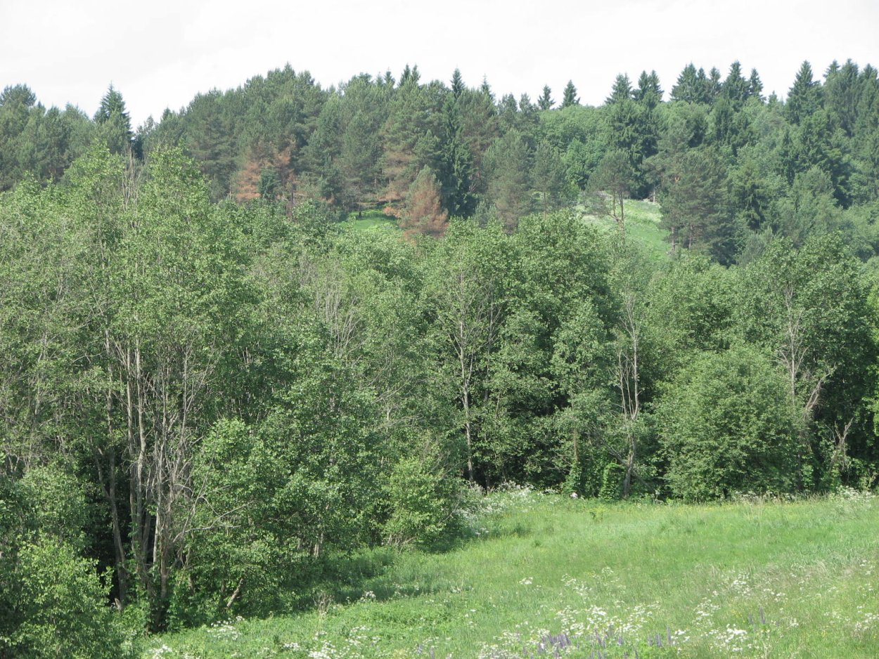 Смешанный лес Московской области
