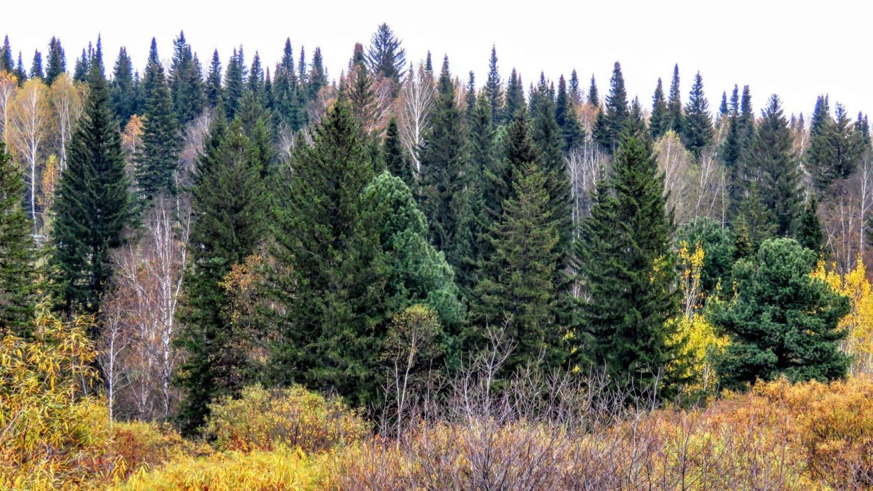 Смешанный Уральский лес опушка