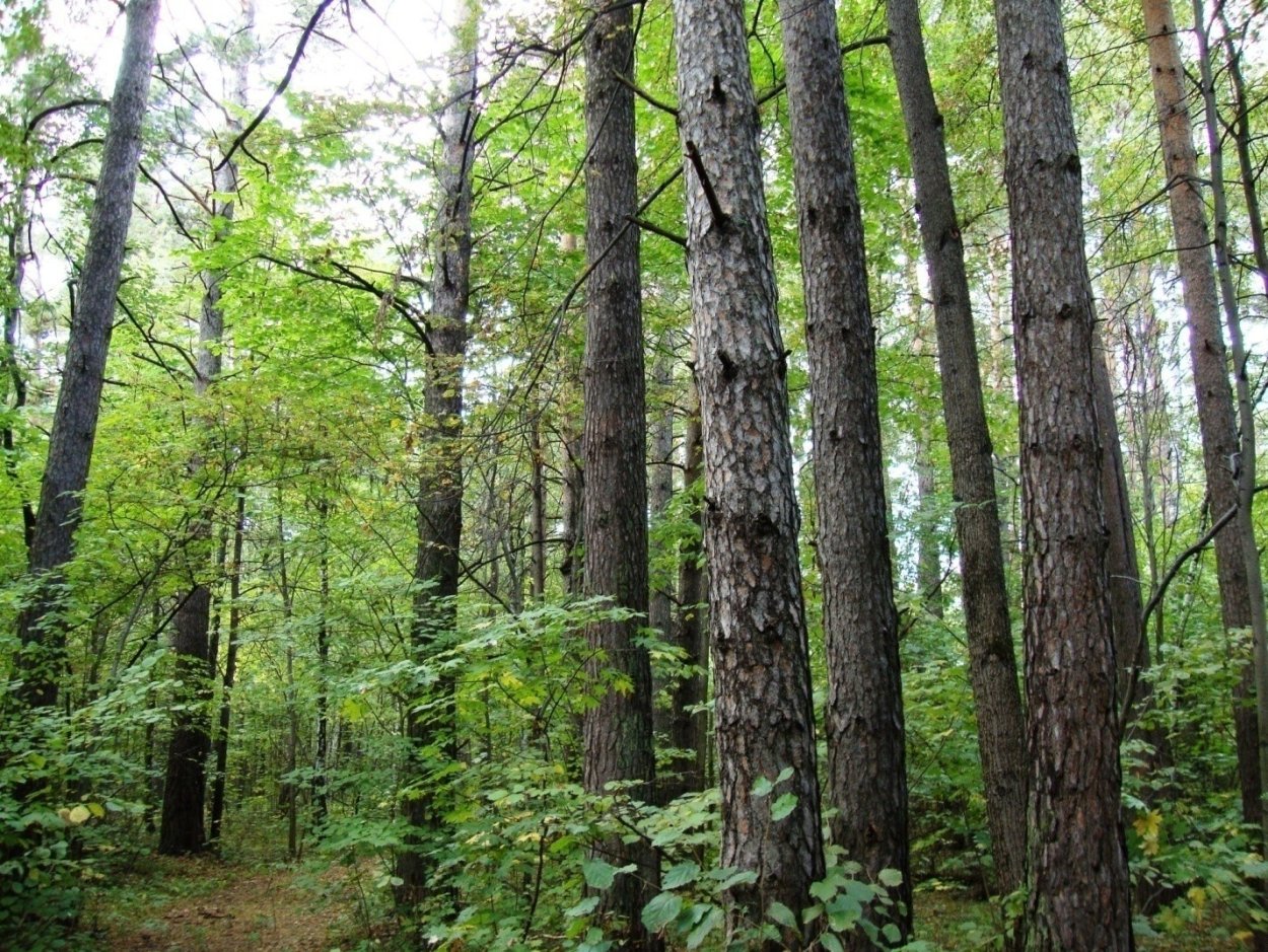 Широколиственный лес Финляндия