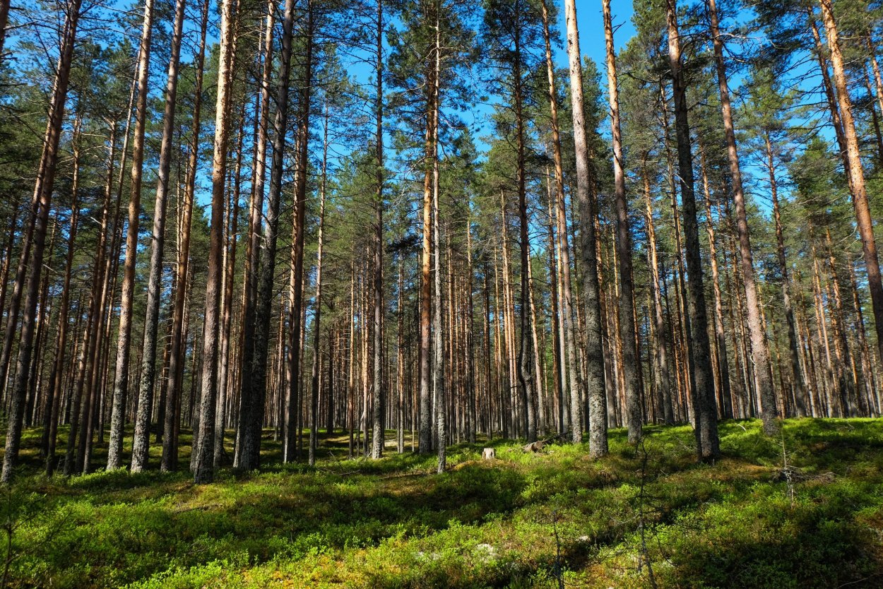 Хвойный лес Карелии