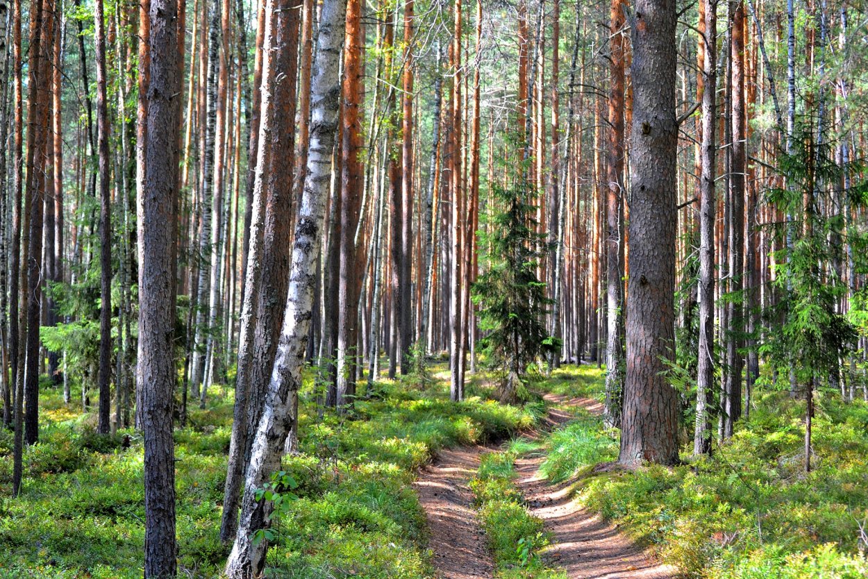 Сосняк Березняк