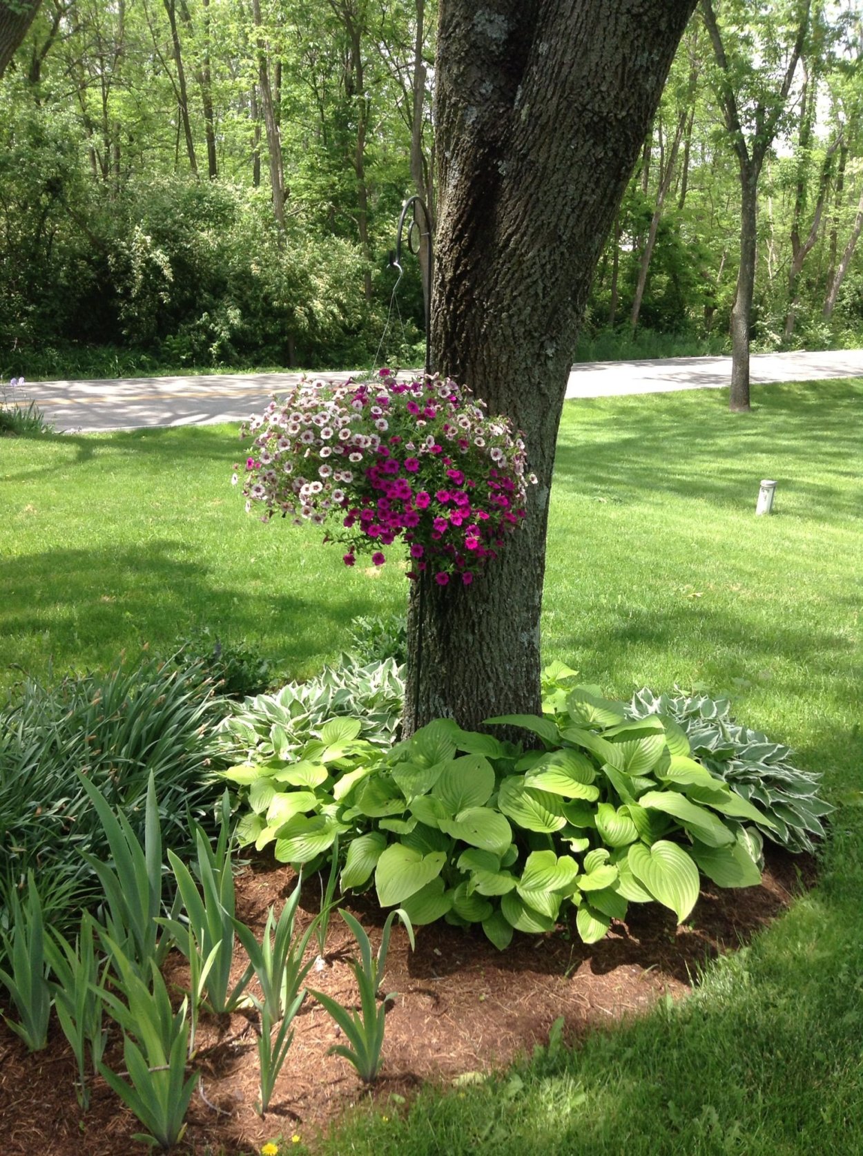 Туя Даника и Лаванда