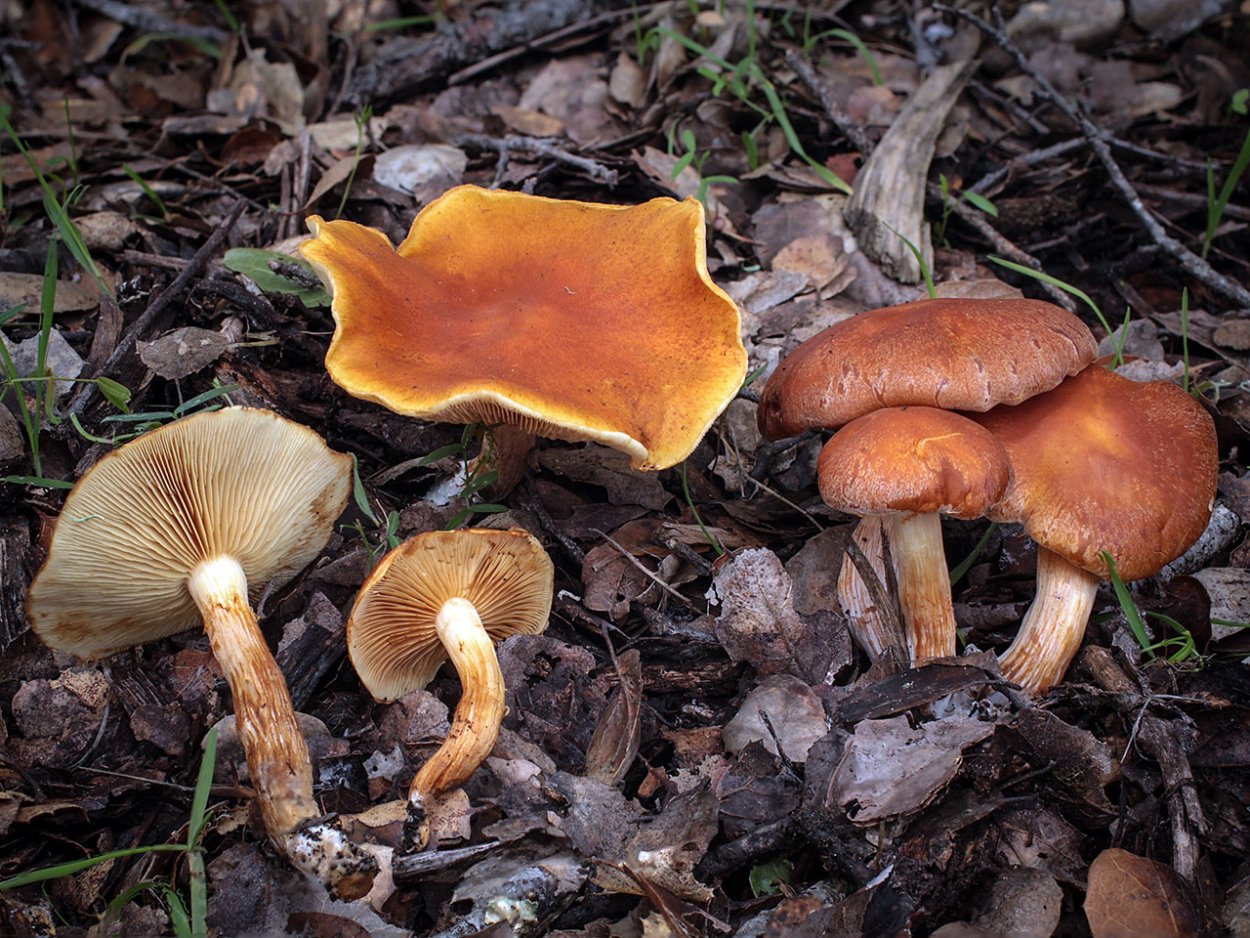 Гимнопил проникающий Gymnopilus penetrans