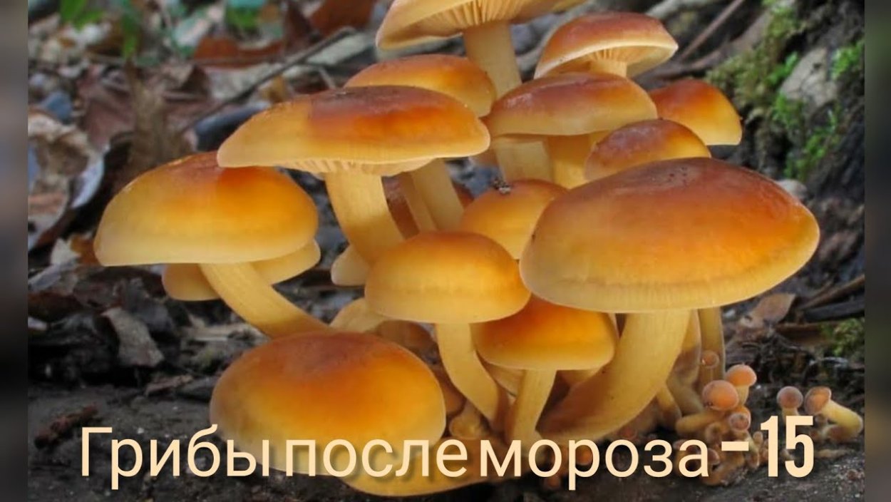 Гимнопил желтопластинчатый