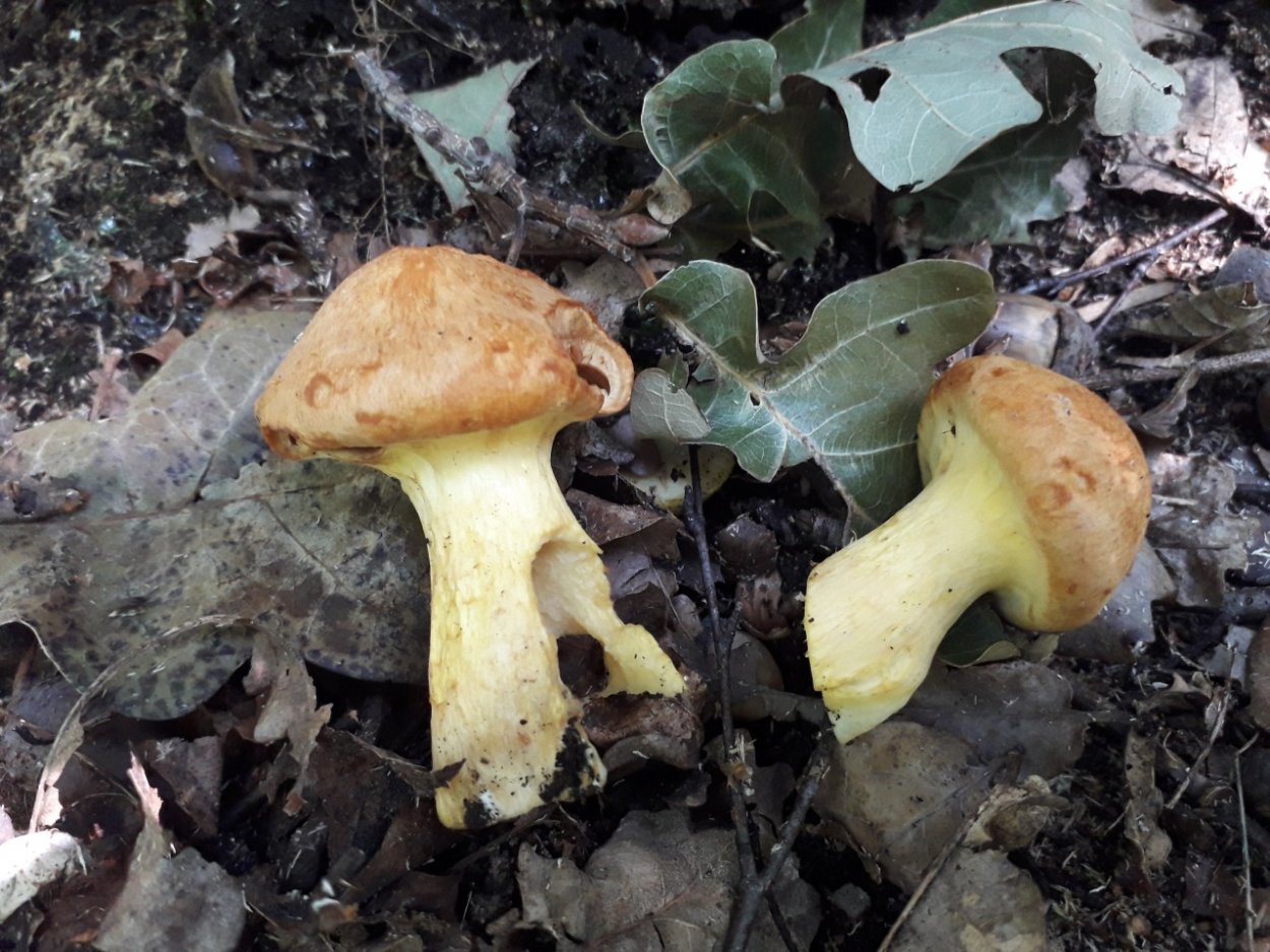 Грибы Юнона стекло