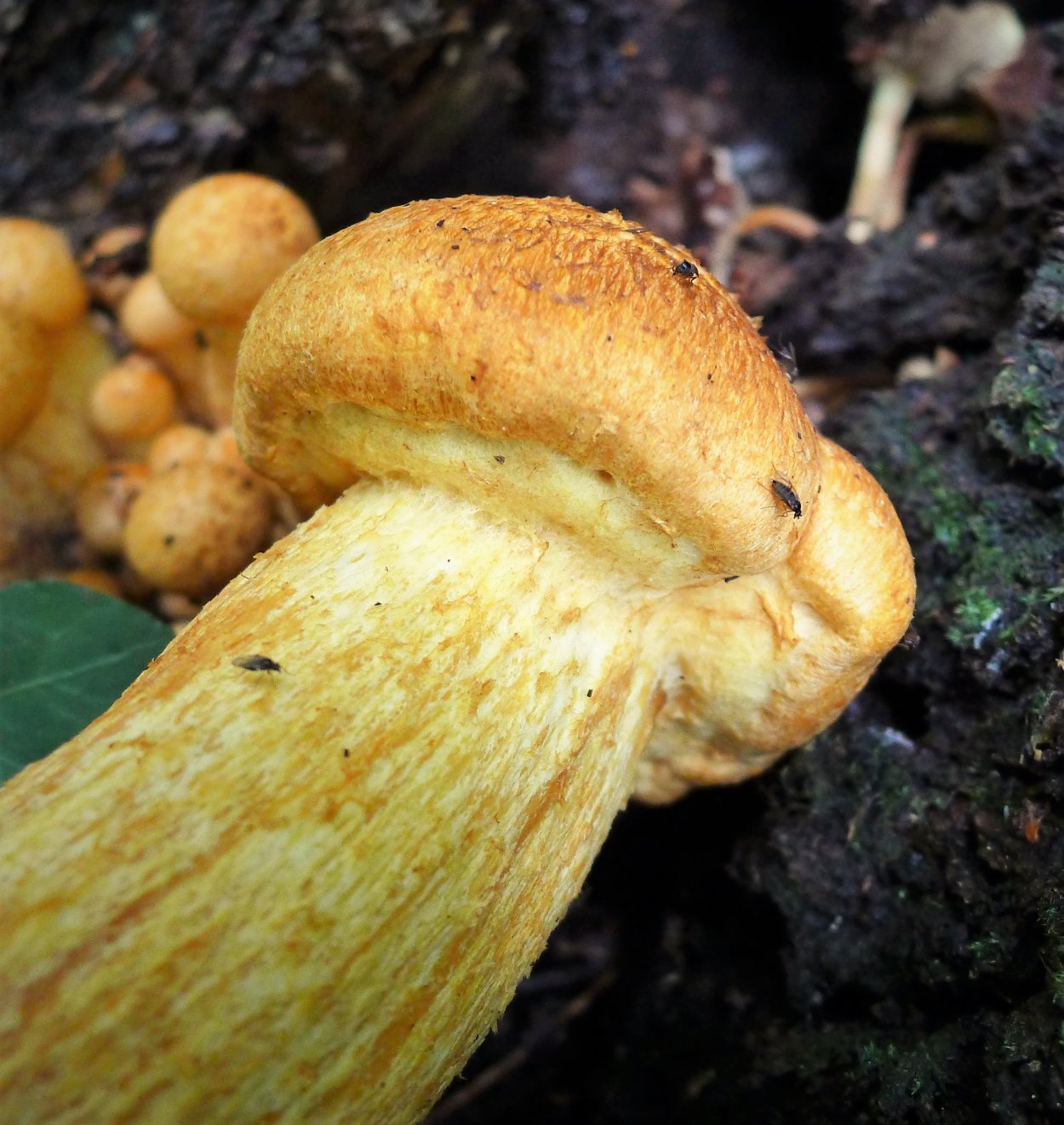 Gymnopilus junonius