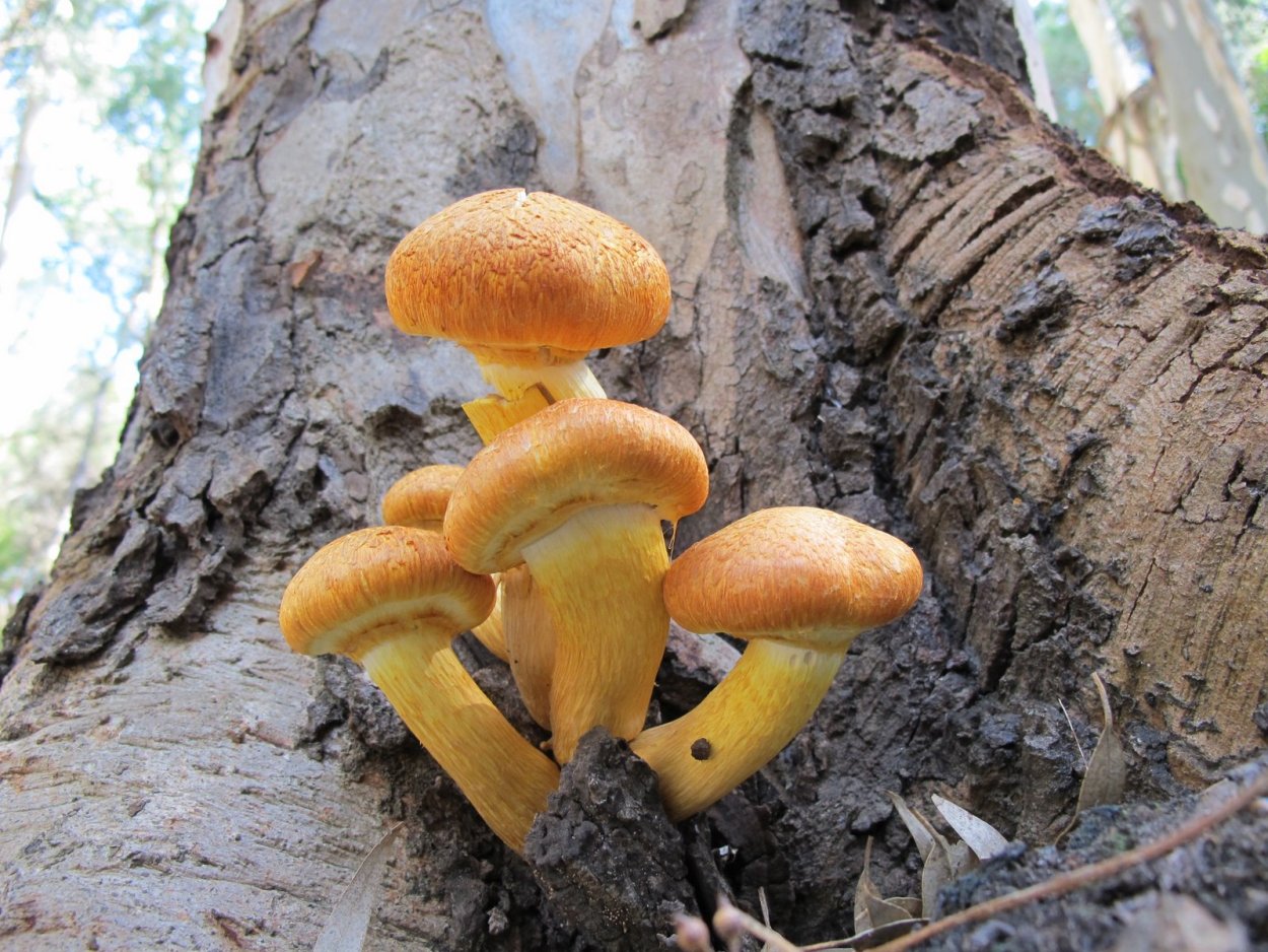 Гимнопил Горький