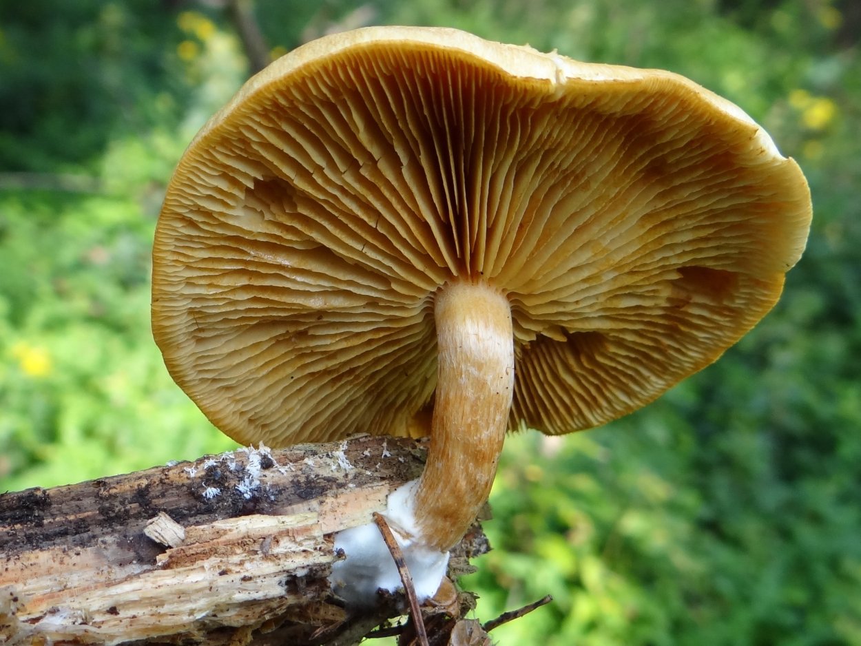 Gymnopilus penetrans
