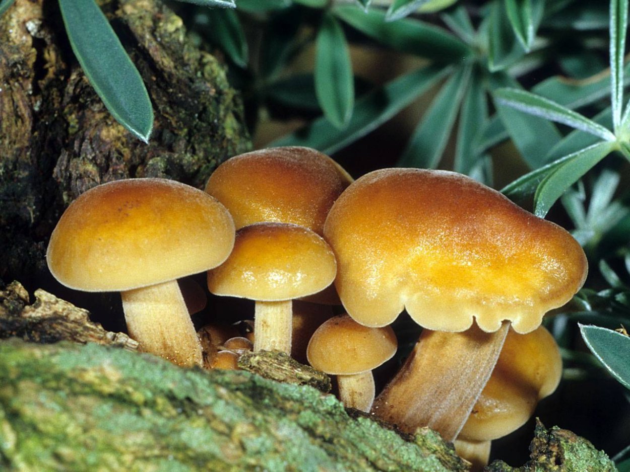 Flammulina velutipes