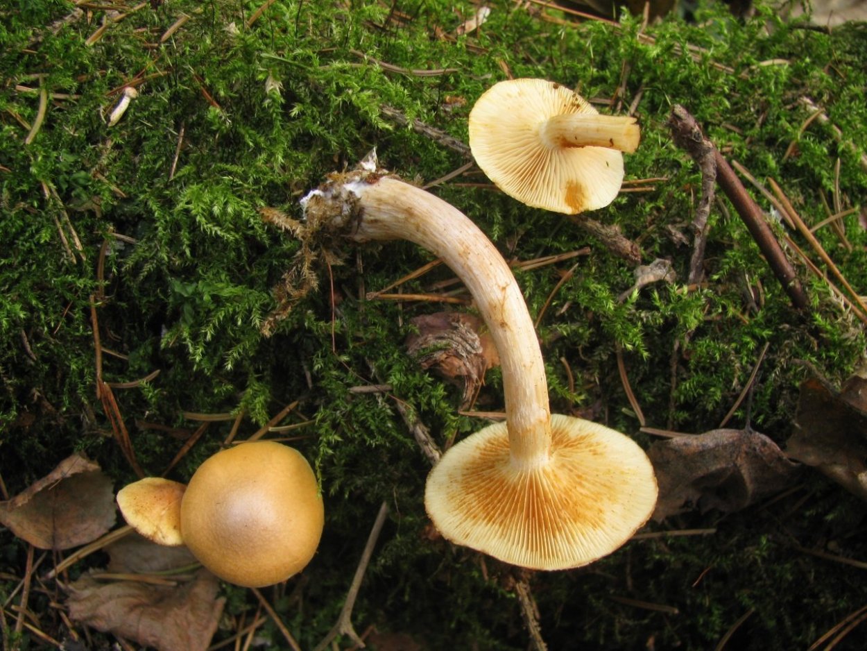 Гимнопил проникающий гриб
