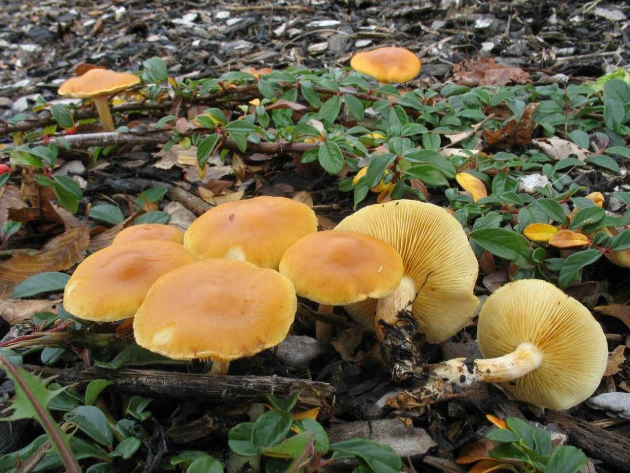 Gymnopilus penetrans