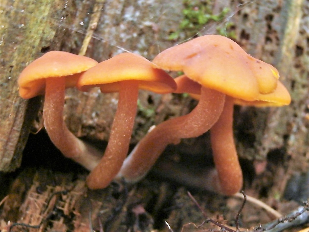 Гимнопил сверкающий