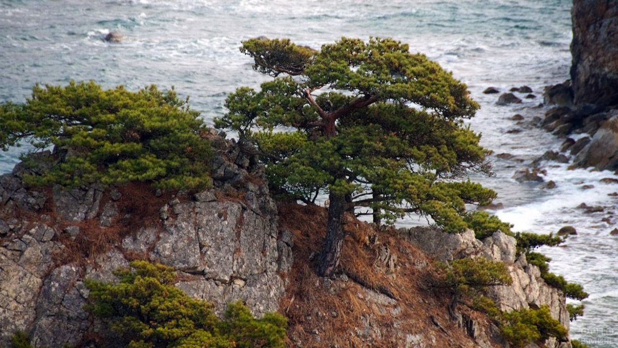Крымская сосна Станкевича