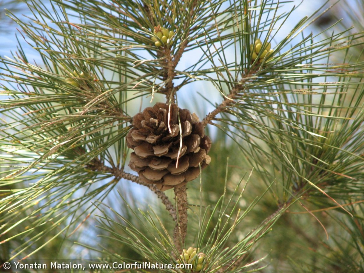 Pinus brutia
