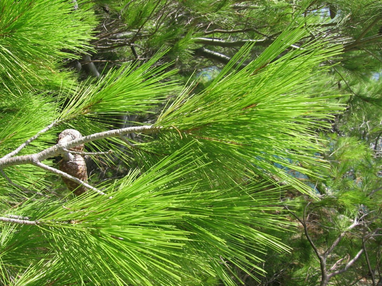 Сосна калабрийская шишки
