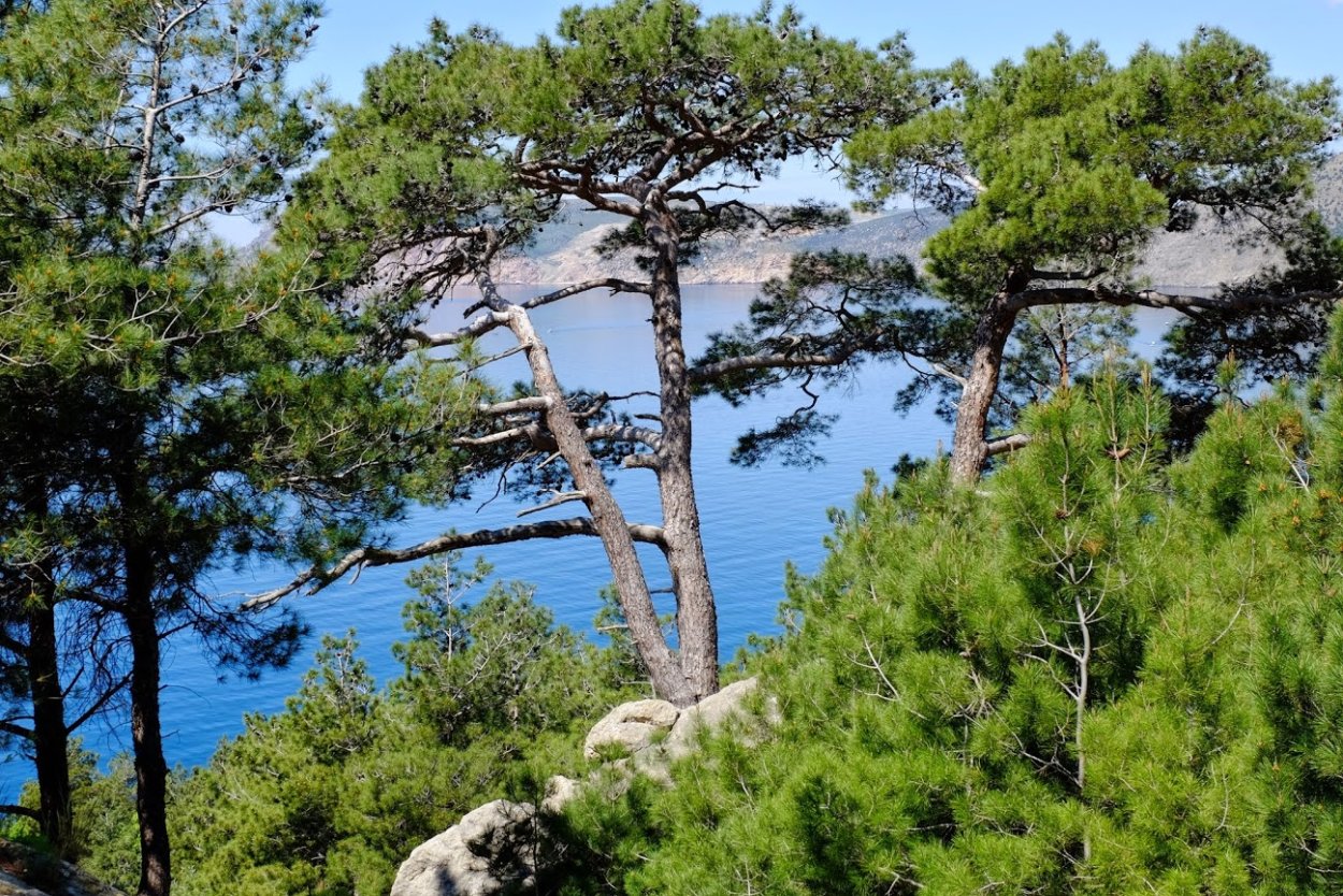 Пицундская сосна в Анапе