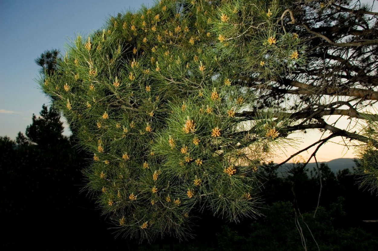 Сосна турецкая калабрийская