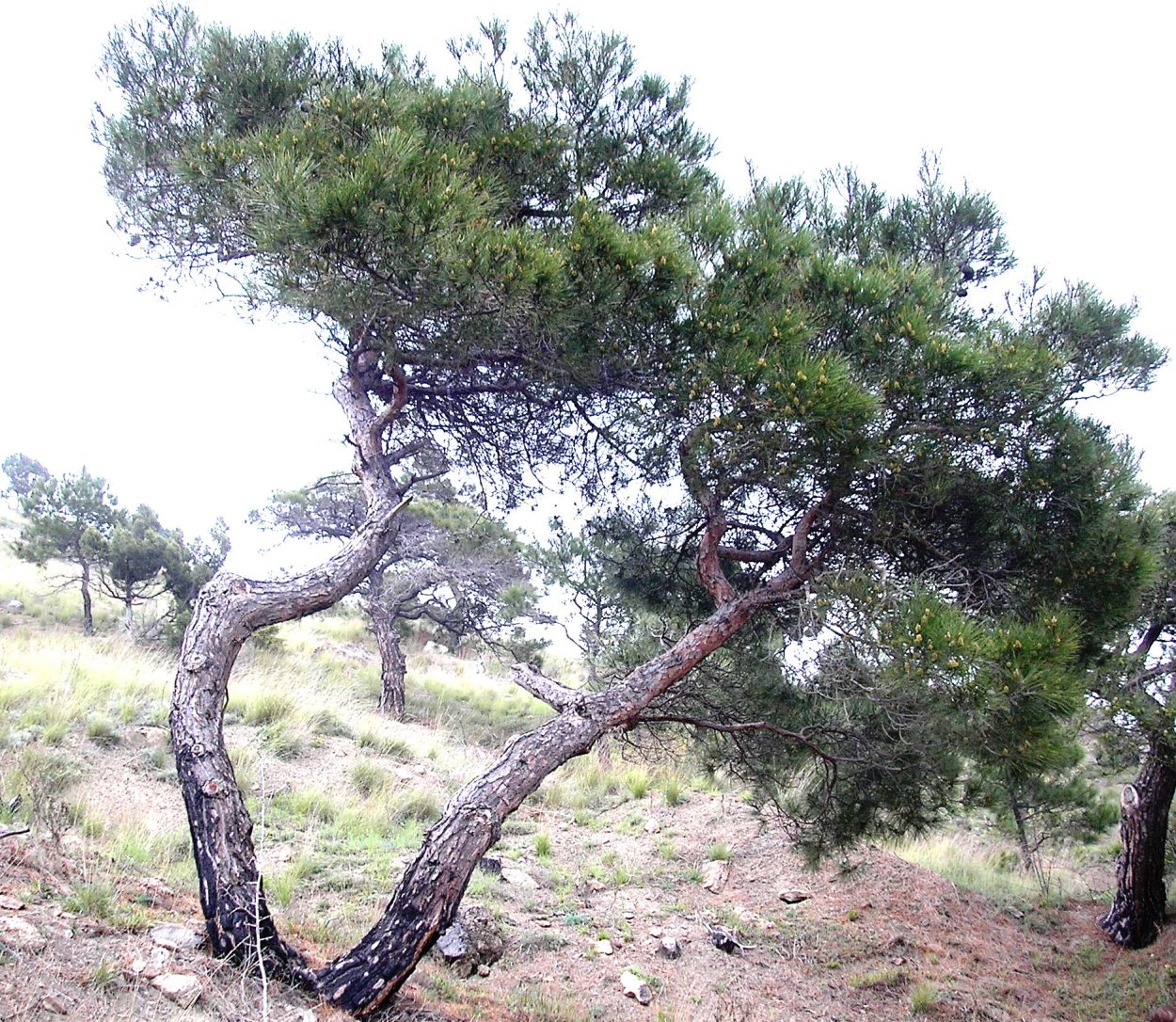 Сосна Станкевича в Крыму