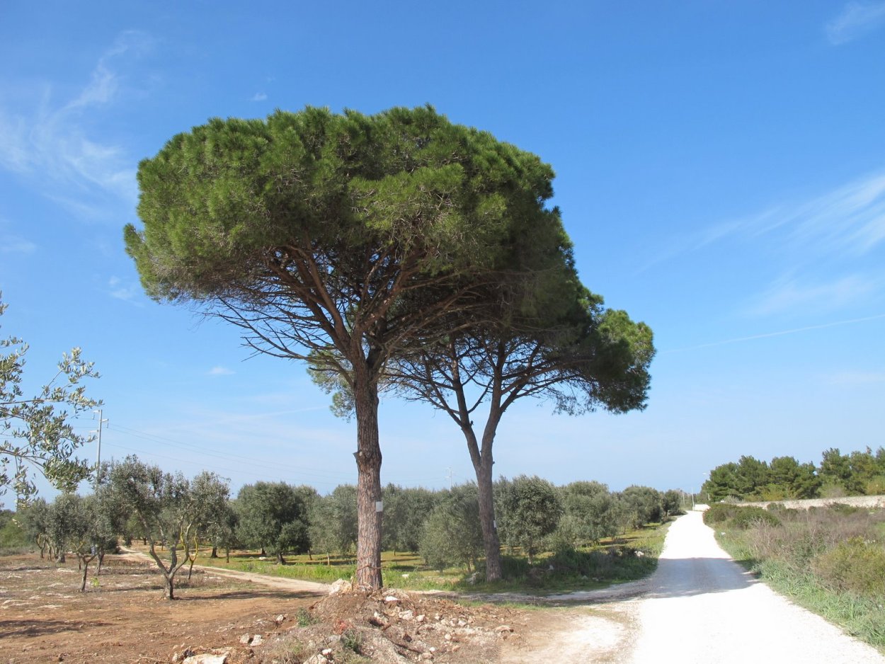 Кемер Турция сосны