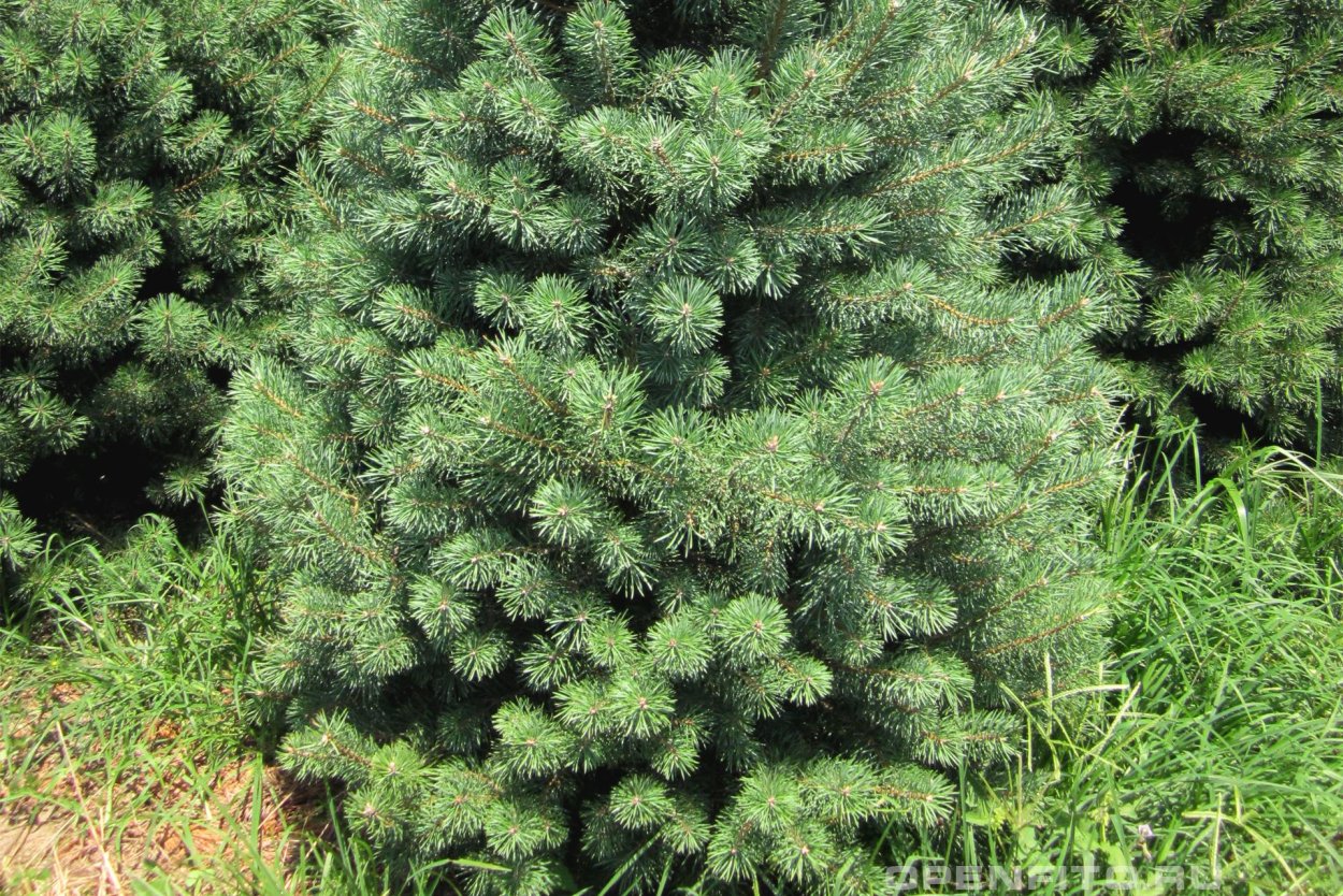 Сосны в Турции