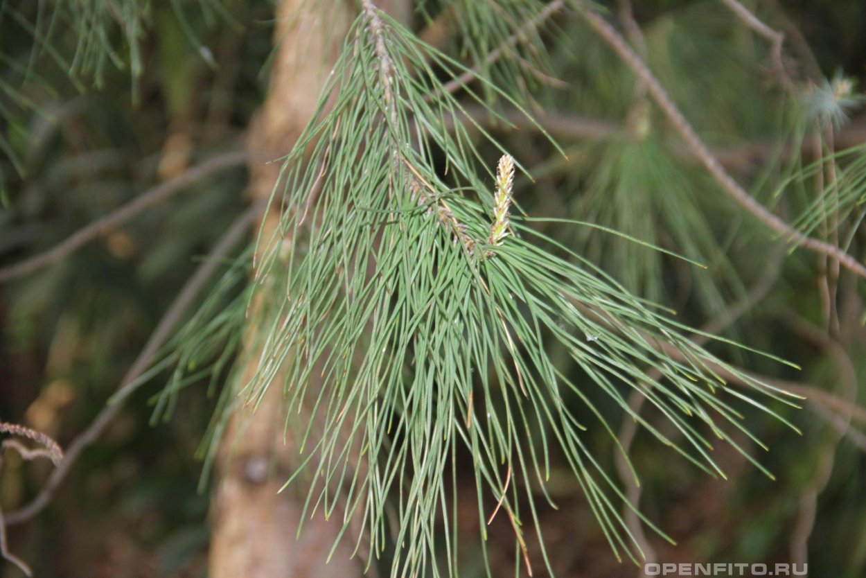 Сосна турецкая калабрийская