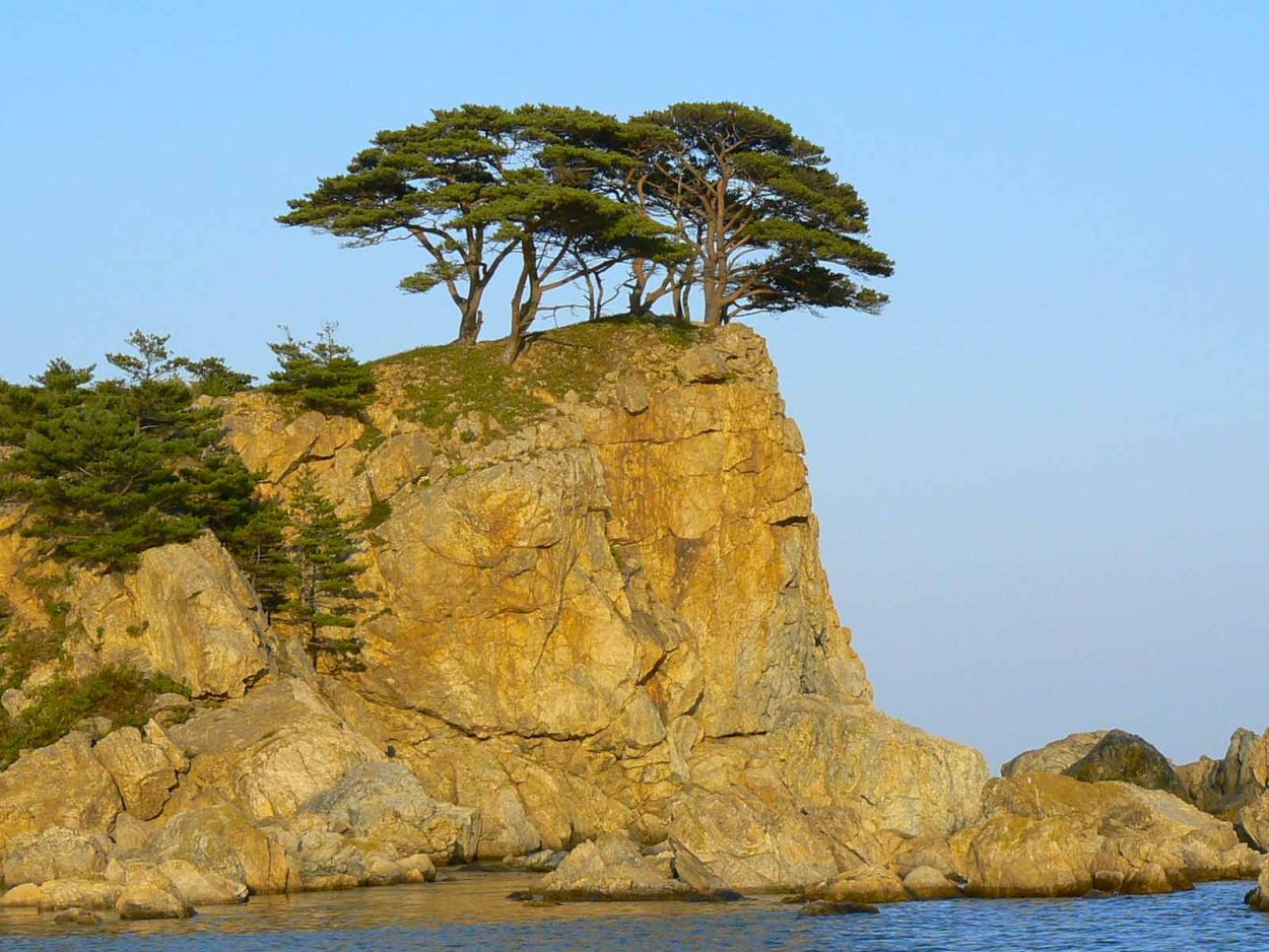 Сосна Приморская