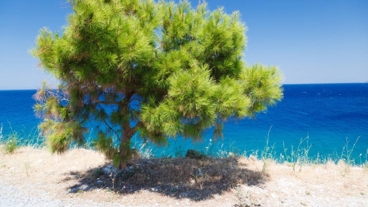 Сосна калабрийская шишки