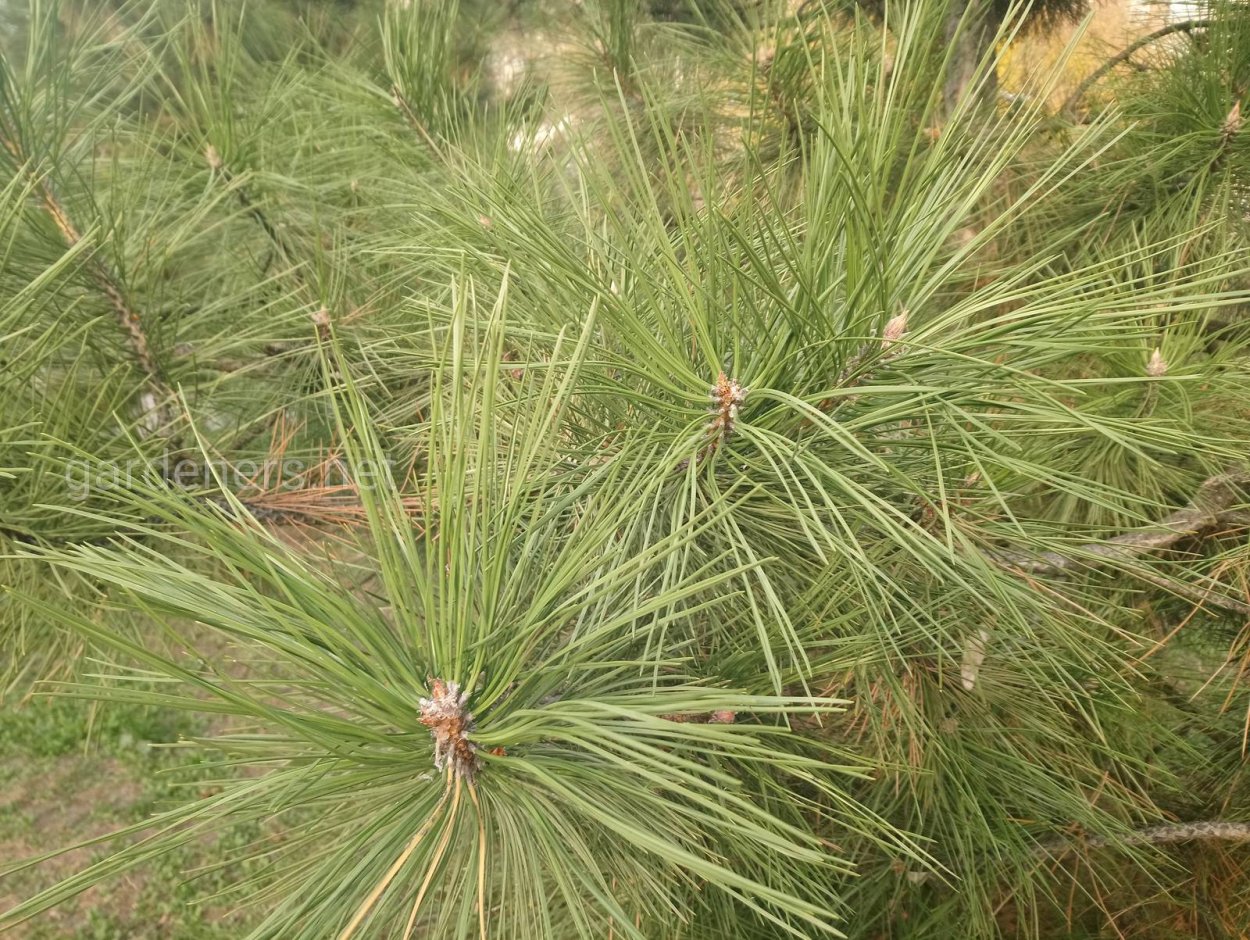 Сосна Шотландская "Scots Pine"