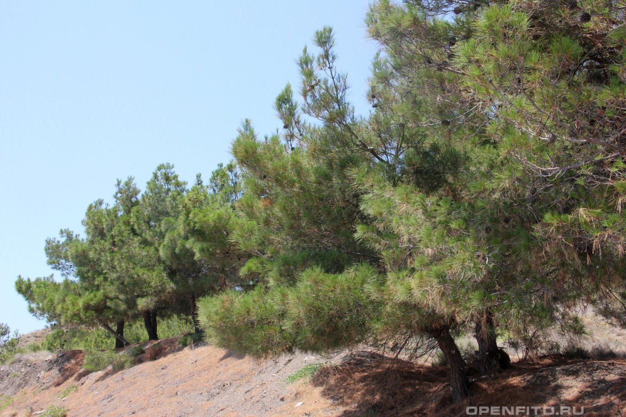 Ponderosa Pine Trees
