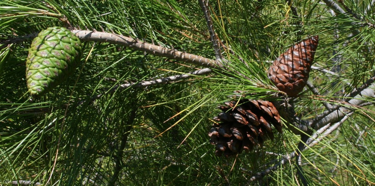 Сосна калабрийская