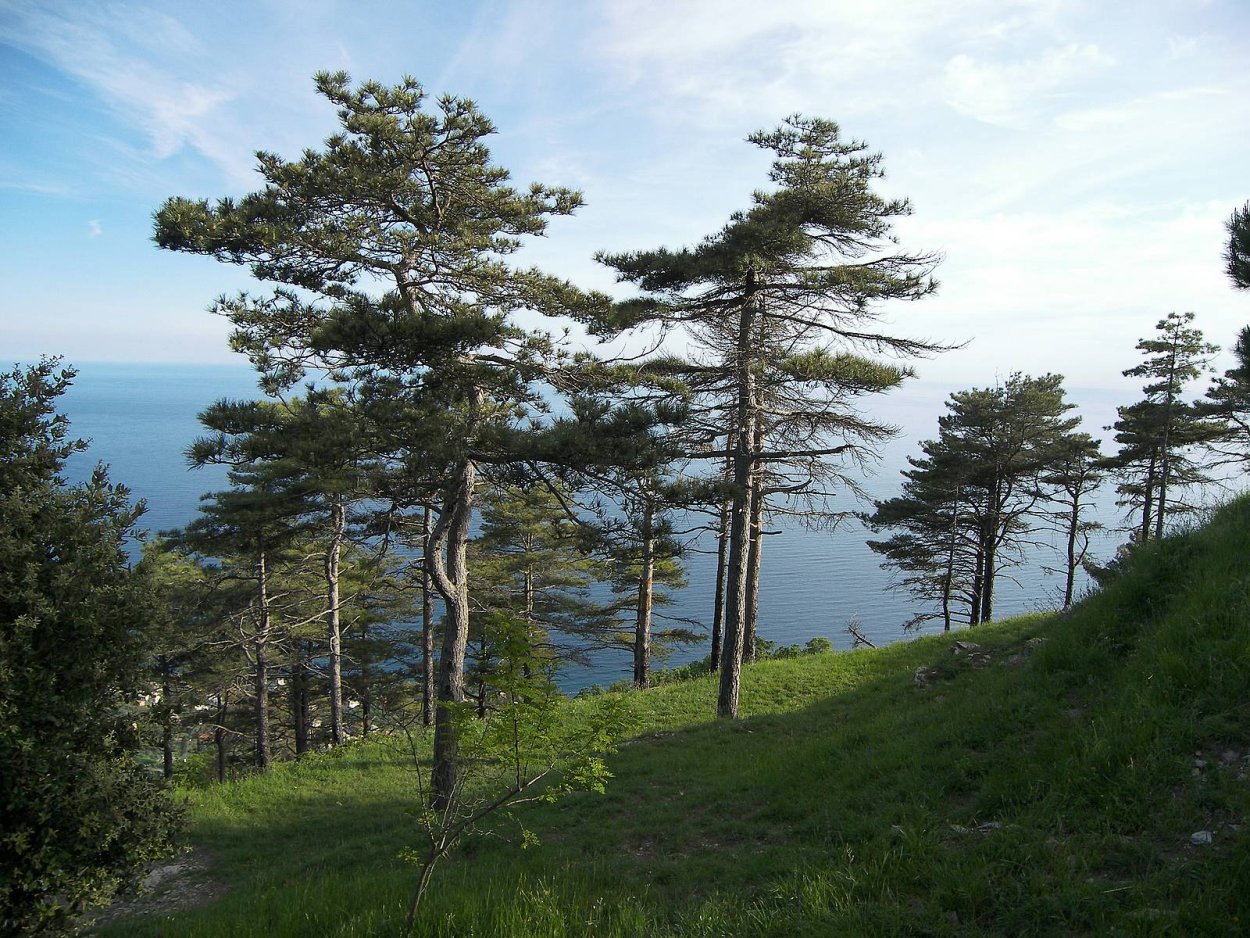 Крымская сосна Станкевича