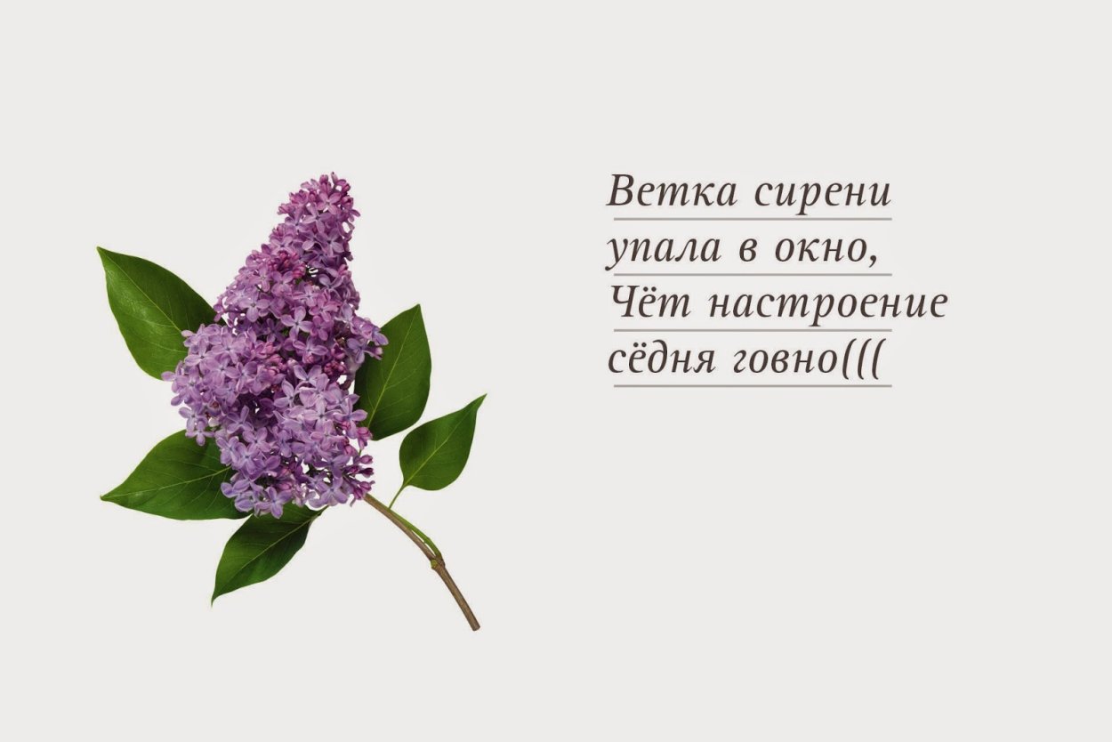 Загадка про сирень