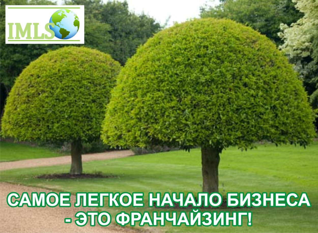 Граб обыкновенный "Фастигиата" (Carpinus betulus Fastigiata)