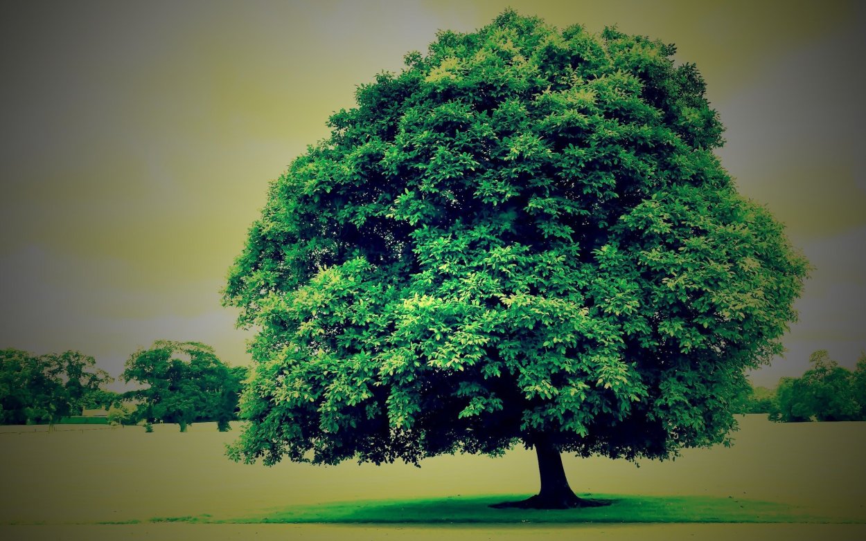 Плакучая Ива ствол