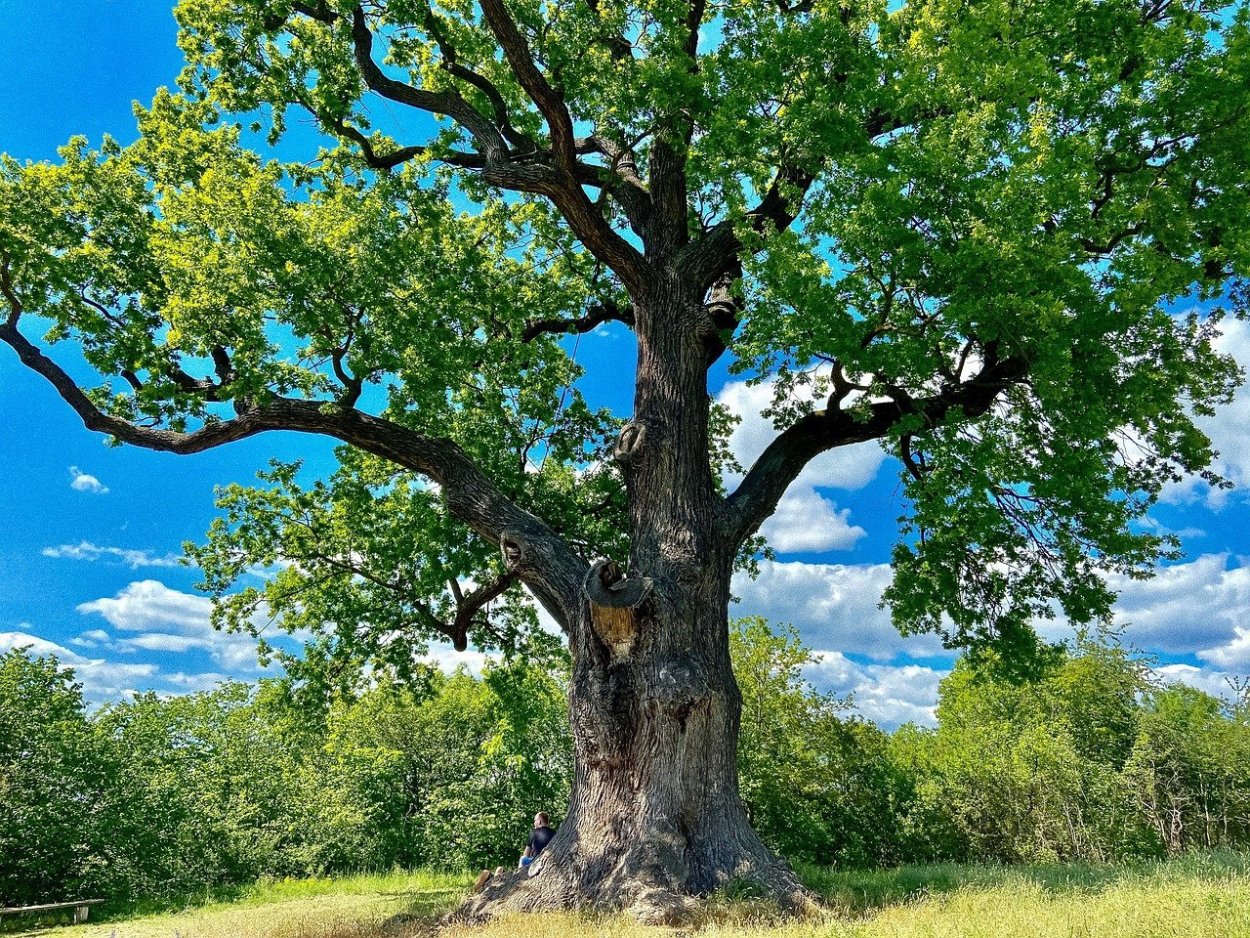 Дерево с большой кроной