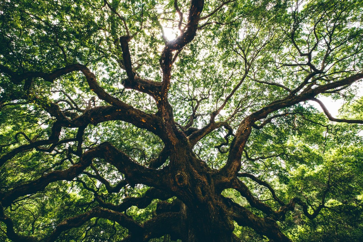 Бук зеленый дерево