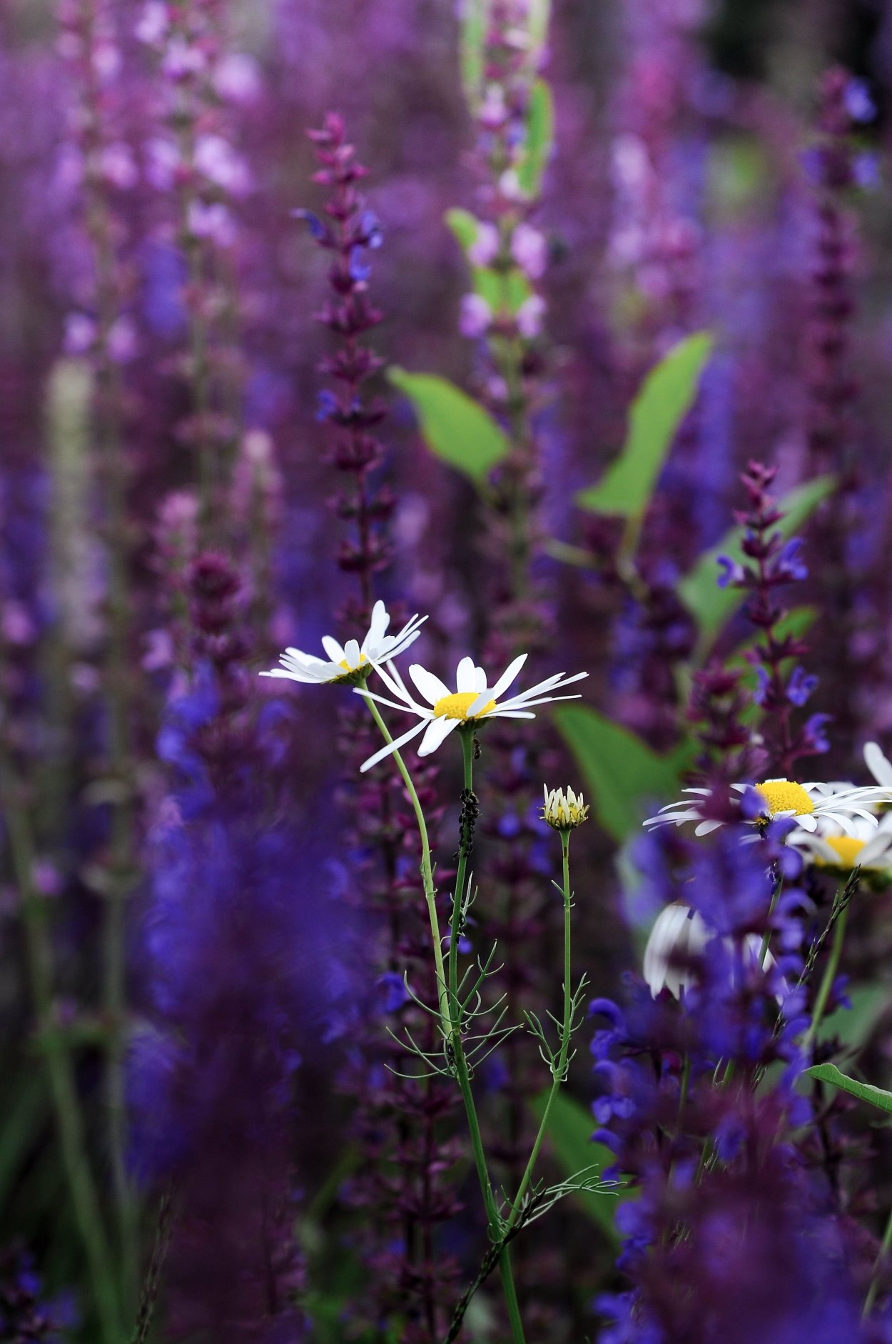 Фиолетовые полевые цветы