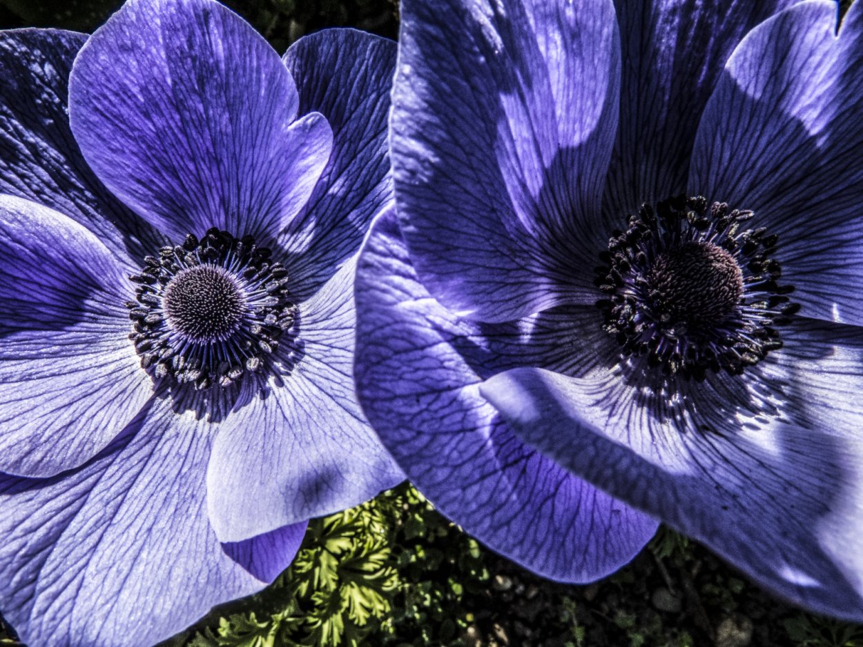 Колокольчик малиновый звон