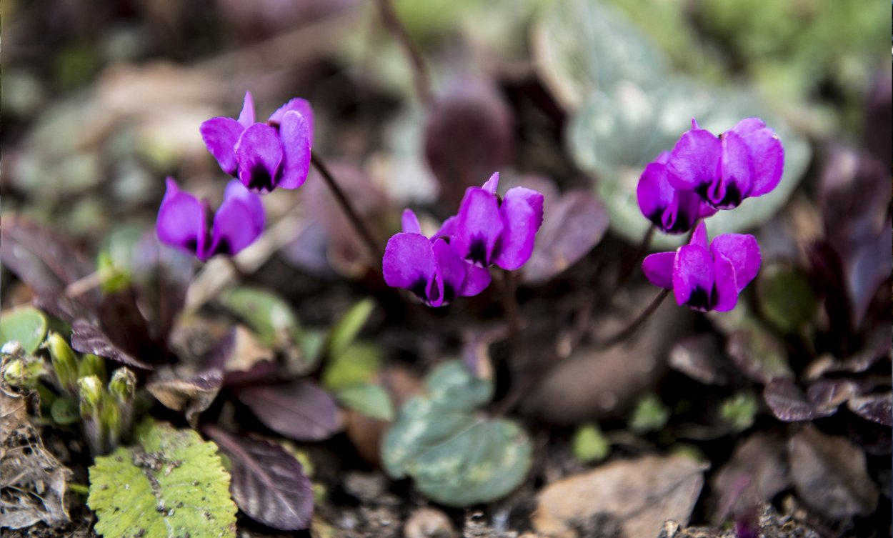 Пионы марсала