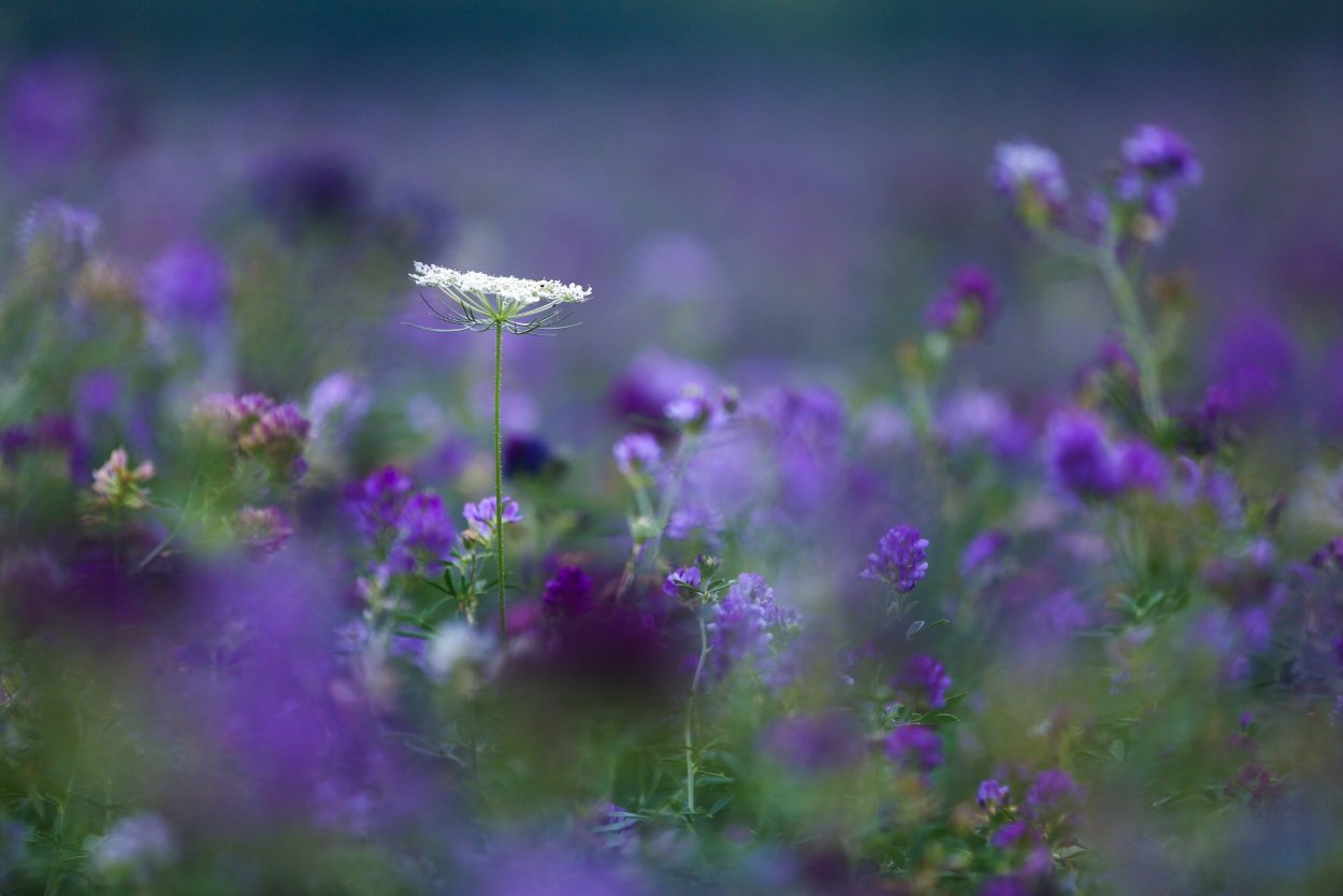 Сиреневый Репях полевой цветок