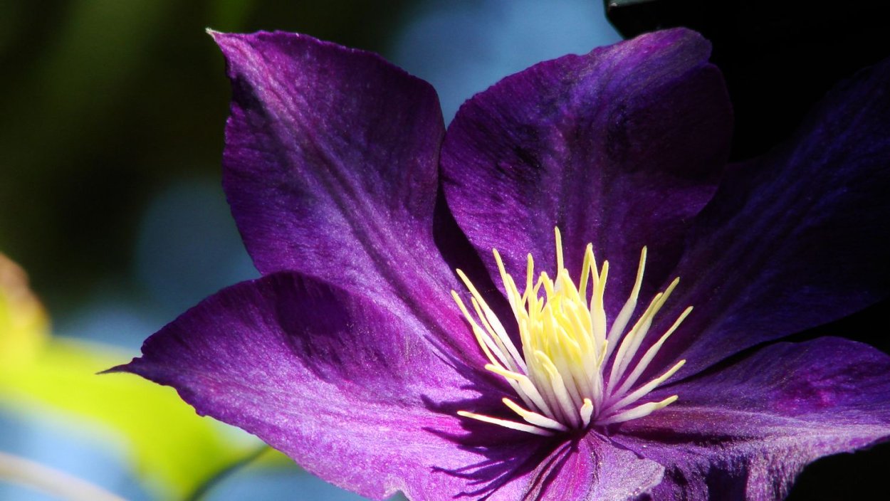 Клематис синий 4-лепестковый