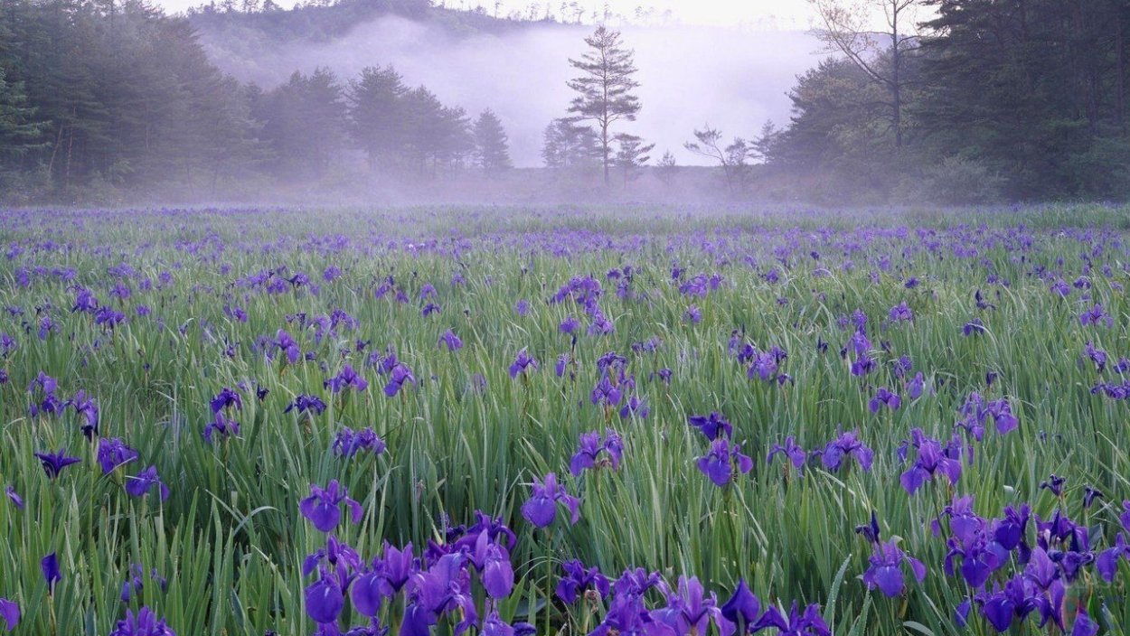 Лаванда пурпурно-фиолетовая "Эсмеральда"