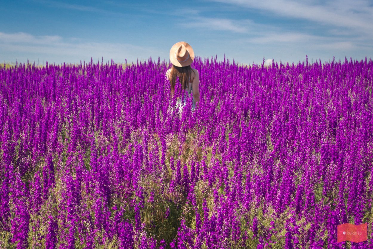 Фиалка Лесная фиалка