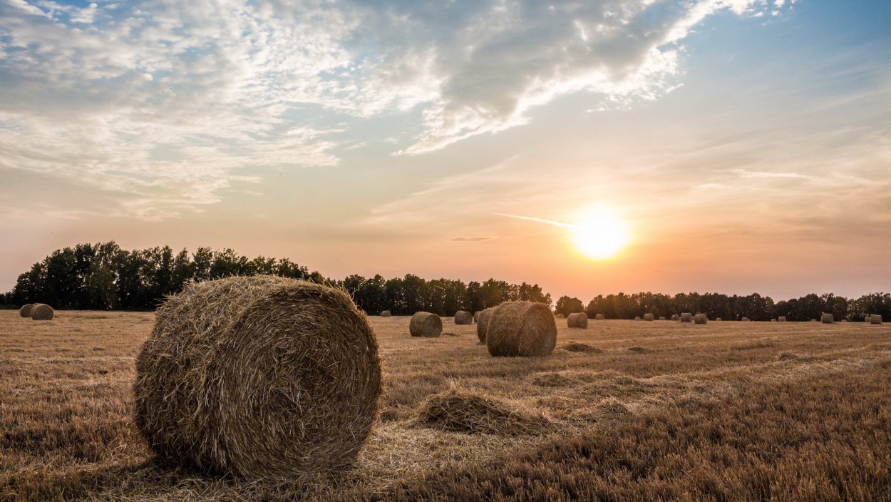 Поле сено