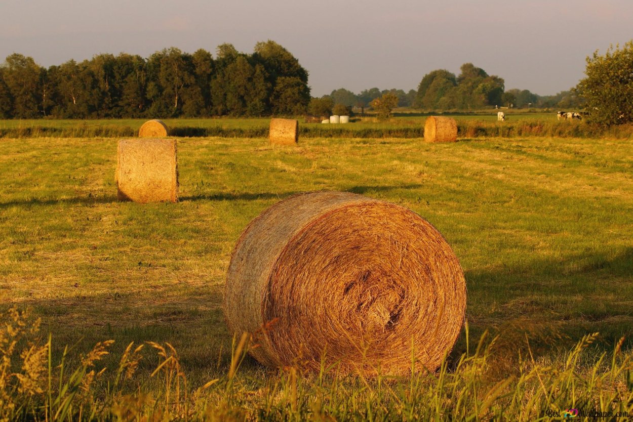 Поле с стогами сена Сергиев Посад